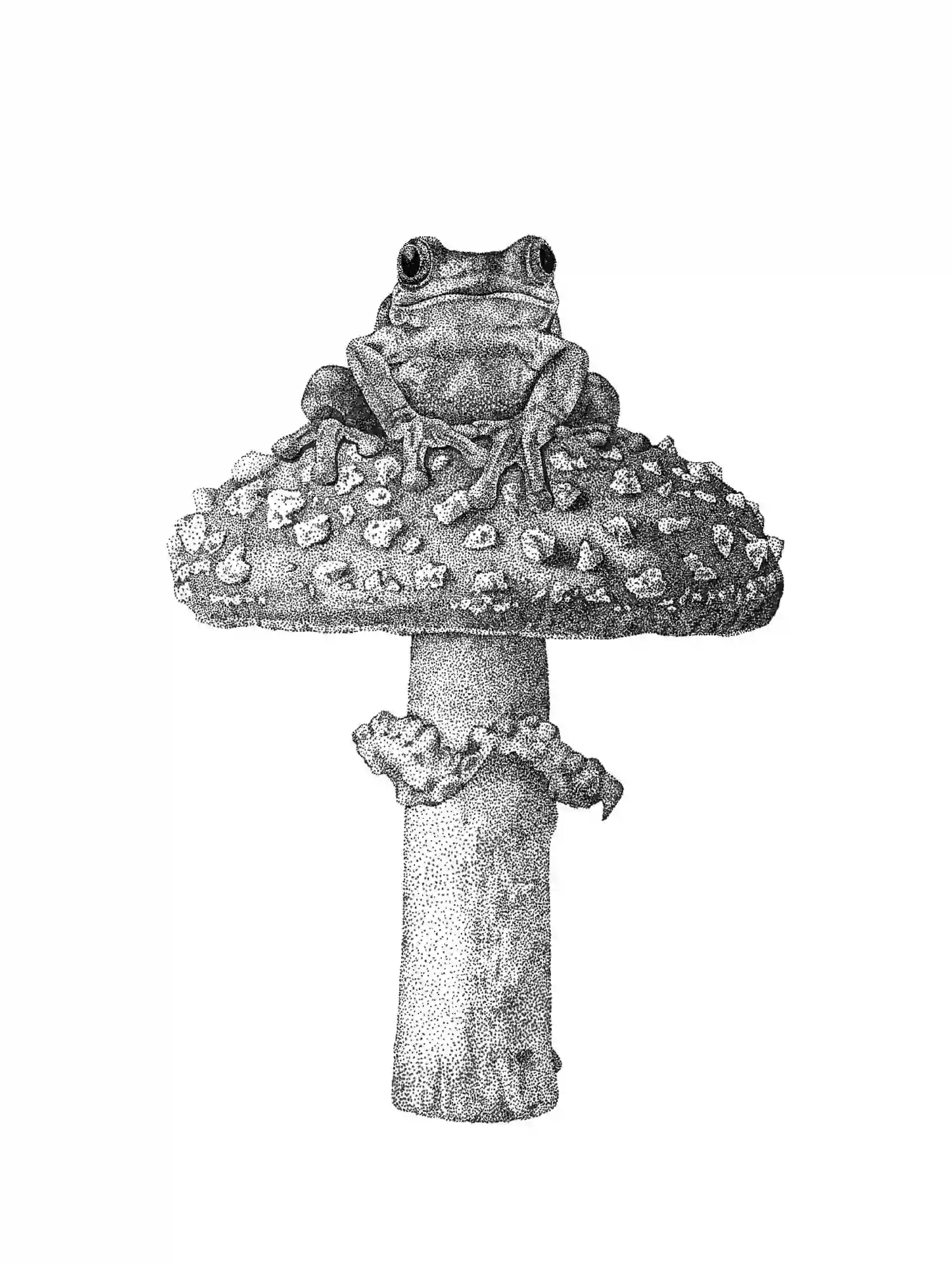 Tree Frog on a Toadstool