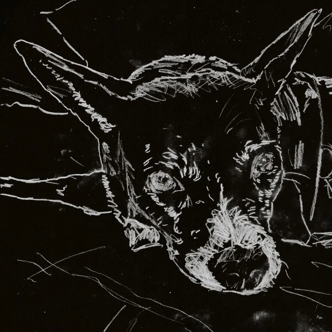 Black Dog