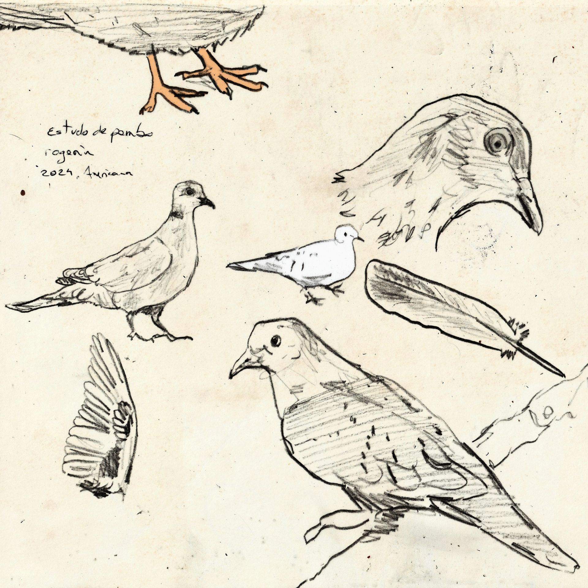 Pigeons